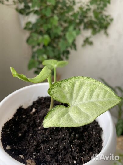 Сингониум(крупный лист)