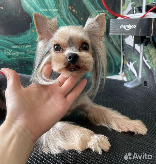 Стрижка собак и кошек. Грумер