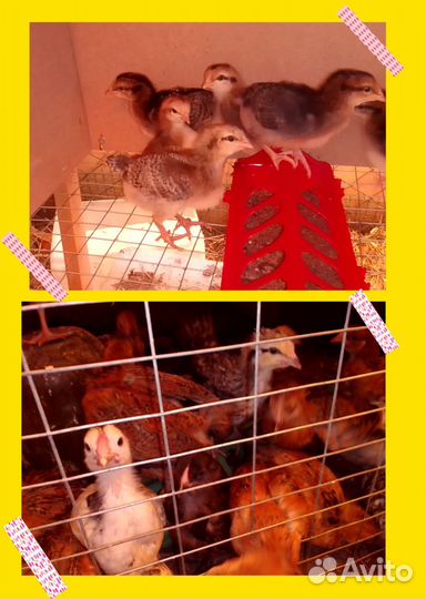 Продам бройлеров, кур несушек