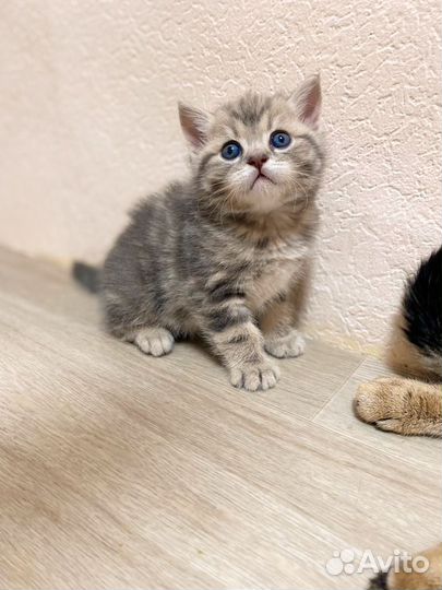 Шотландская