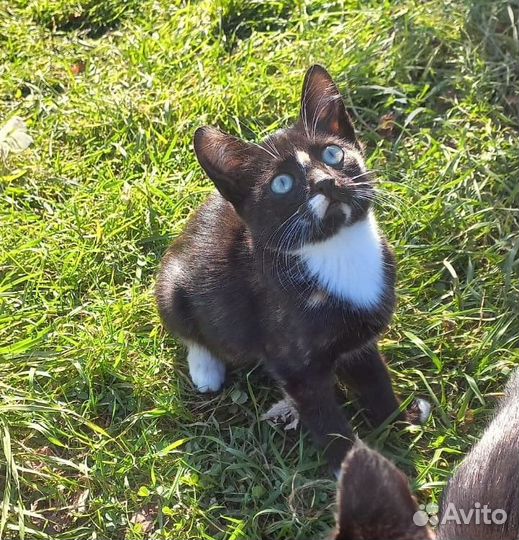 Киса в добрые ручки