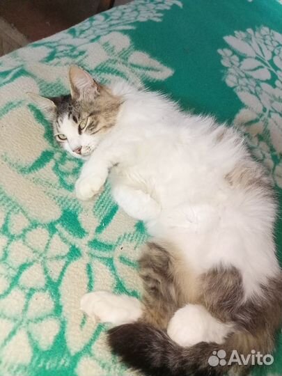 Кошечка в добрые руки