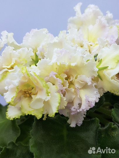 Сортовые фиалки