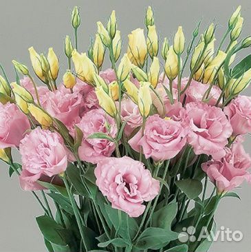 Эустома рассада