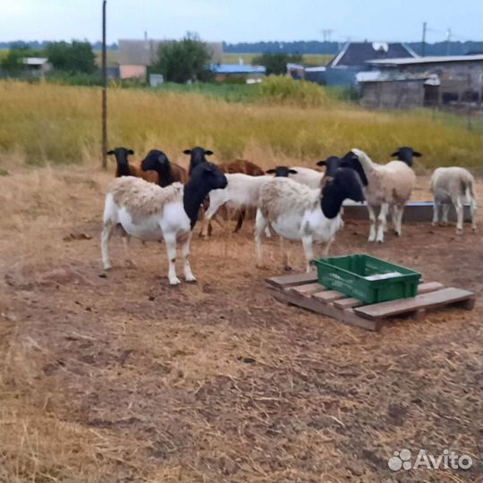 Бараны дорпер