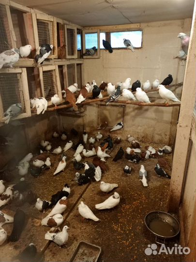 Продажа голубей