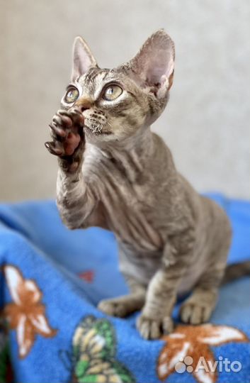 Девон-рекс котик и кошечка