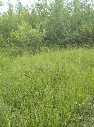 Участок 15 сот. (ИЖС)