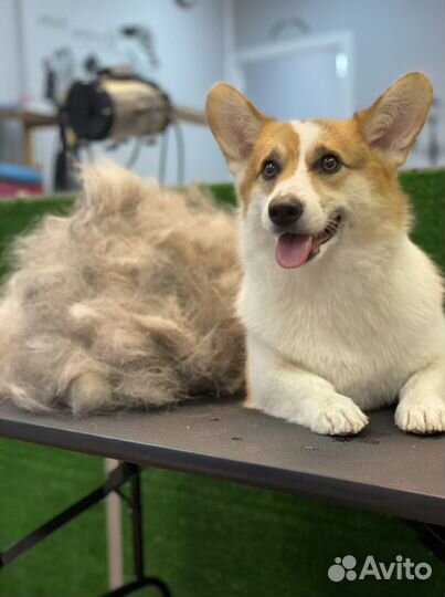 Груминг Йорк, шпиц, экспресс-линька, мальтипу