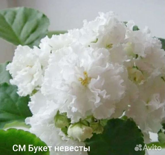 Детки сортовых фиалок