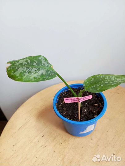 Комнатные растения(часть 1)