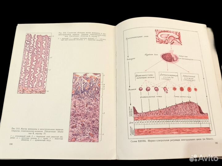 Атлас микроскопического строения тканей, 1961,СССР