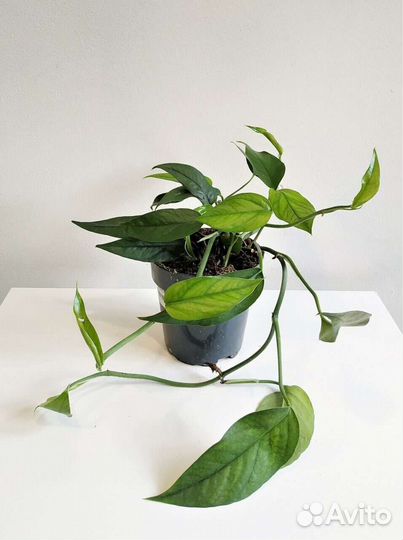 Эпипремнум пиннатум