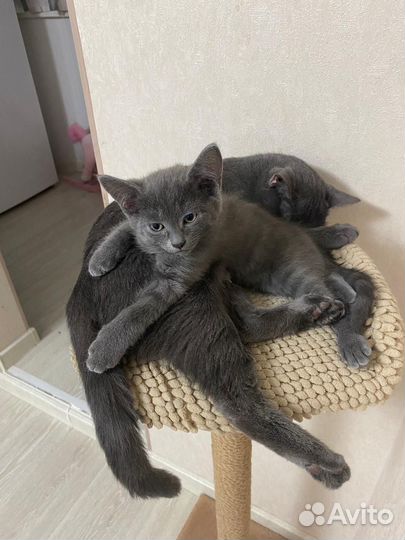 Отдам котенка (девочку) в добрые руки