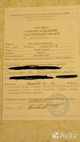 Западно сибирская лайка