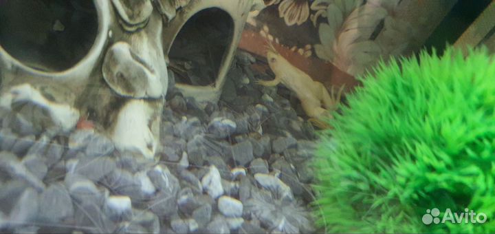 Аквариум уже с рыбками