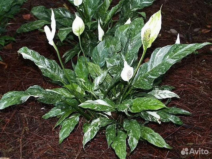 Спатифиллум пятнистый