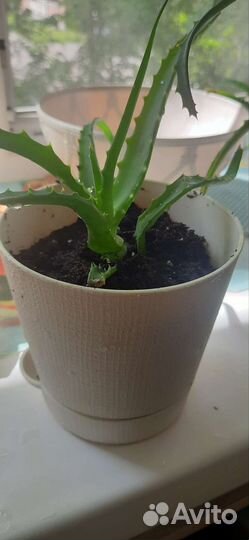 Алоэ лечебный