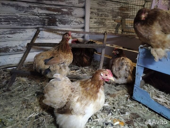 Породистые цыплята