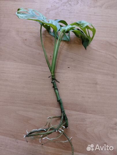 Монстера манки