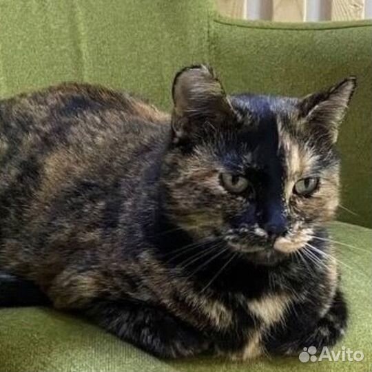 Трехцветная кошка