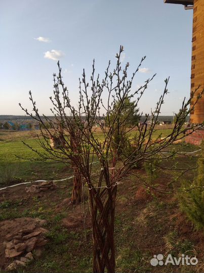 Ива плетеная дерево