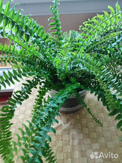 Комнатные цветы. Взрослые растения