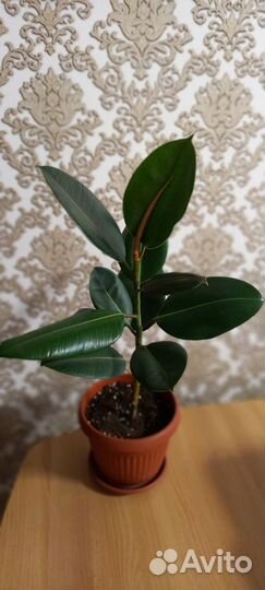 Фикус каучуконосный