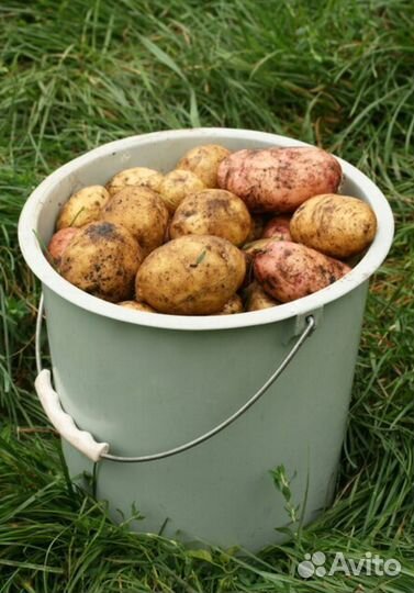 Продам картофель
