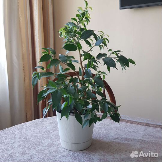 Фикус Бенджамина Наташа