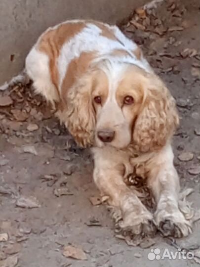 Бронь щенков спаниэля