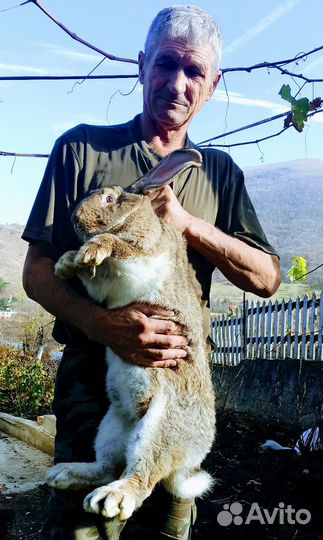 Кролики Великаны