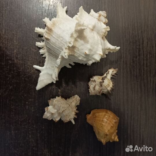 Морские ракушки