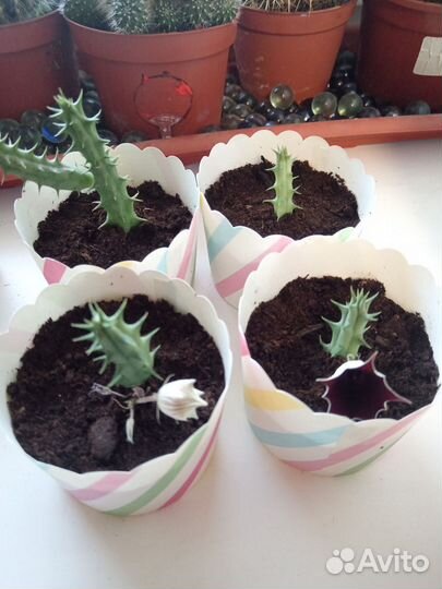 Кактусы и суккуленты