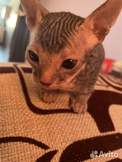 Донской сфинкс