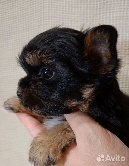 Цветные щенки йокширского терьера