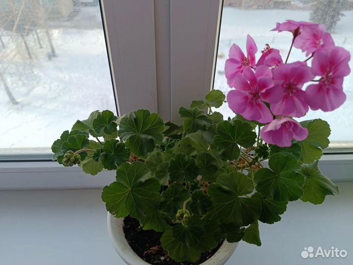 Герань пеларгония