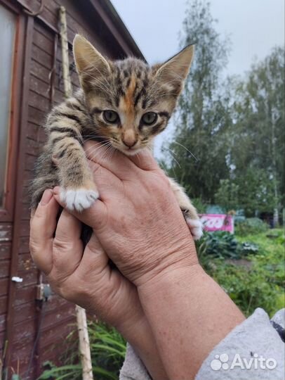 Маленький комочек счастья