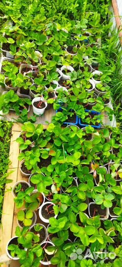 Рассада клубники