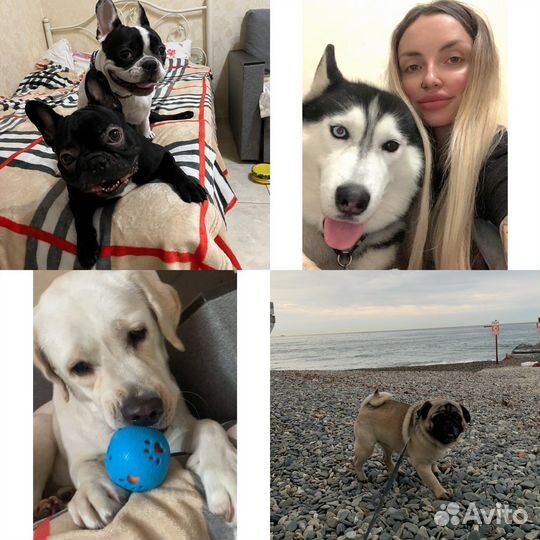 Передержка собак (в том числе крупных)