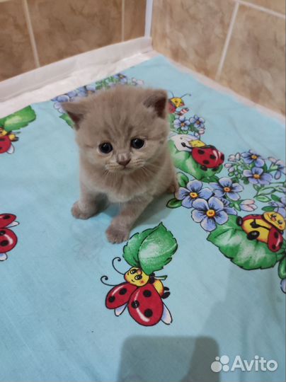 Шотландские котята
