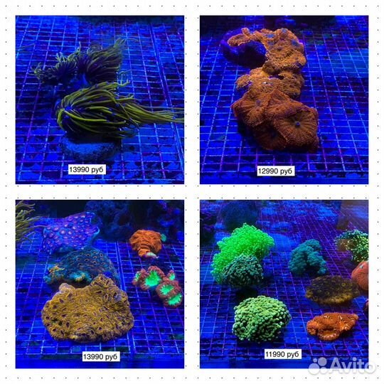 Морские кораллы для аквариума