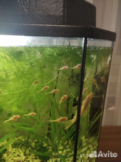 Аквариумные рыбки