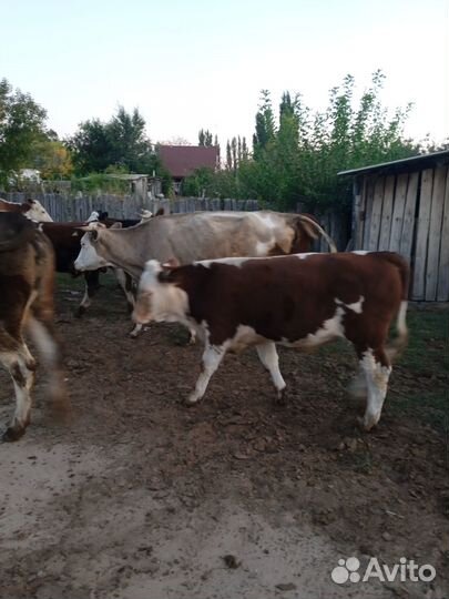 Коровы и телки