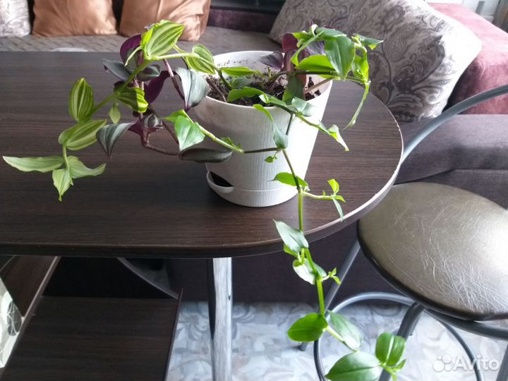 Традесканции