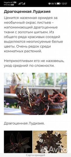 Драгоценная орхидея лудизия