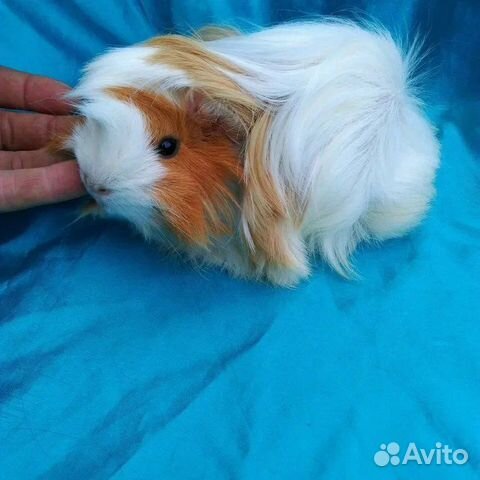 Морские свинки