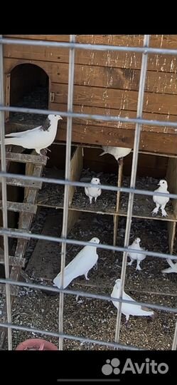 Голуби бойные