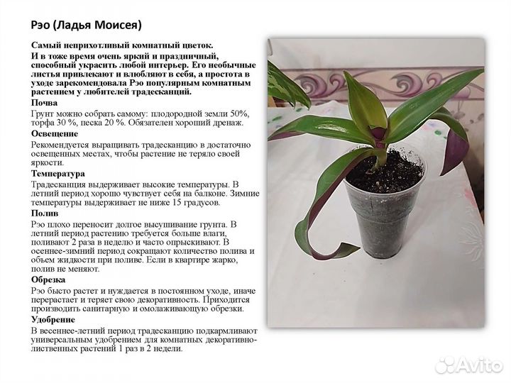 Комнатные растения цветы