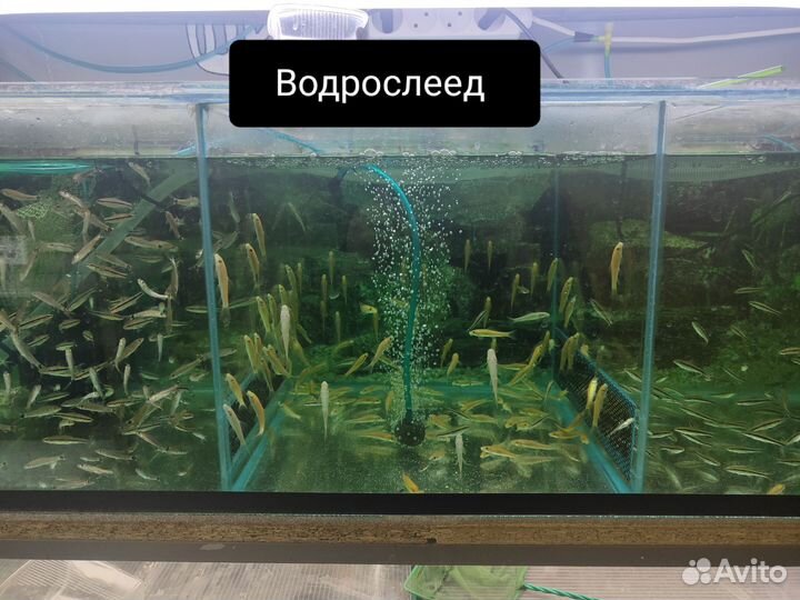 Аквариумные рыбки оптом